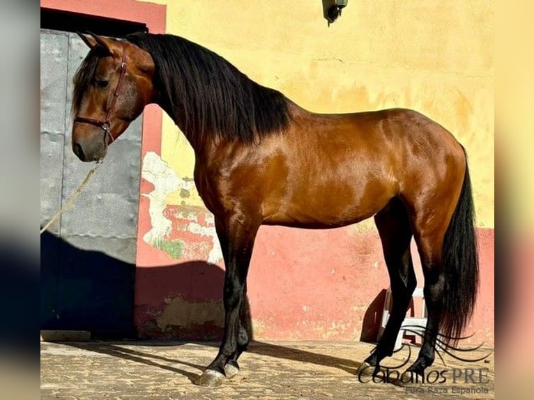 PRE Étalon 5 Ans 159 cm in Barcelona