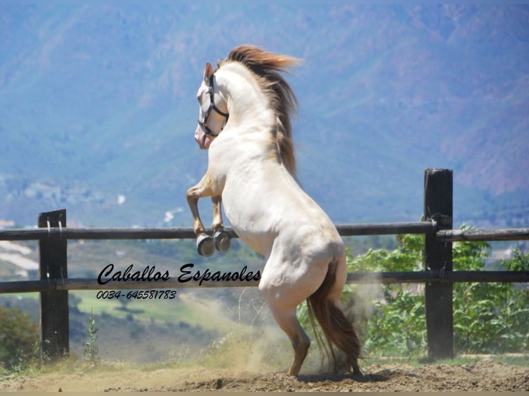 PRE Étalon 5 Ans 159 cm Cremello in Vejer de la Frontera