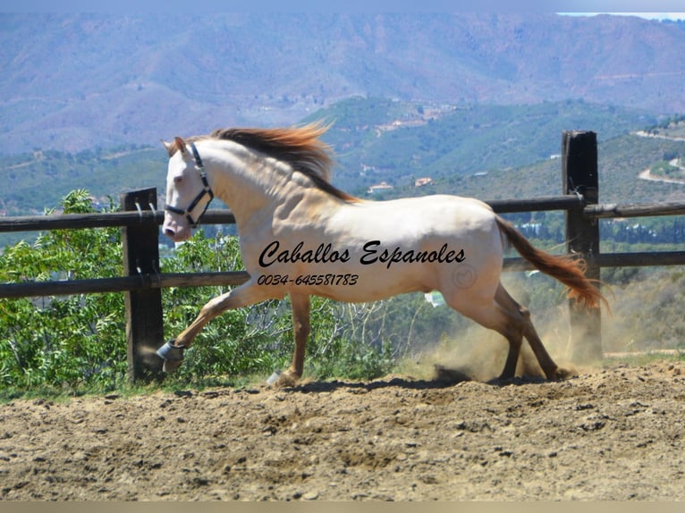 PRE Étalon 5 Ans 159 cm Cremello in Vejer de la Frontera