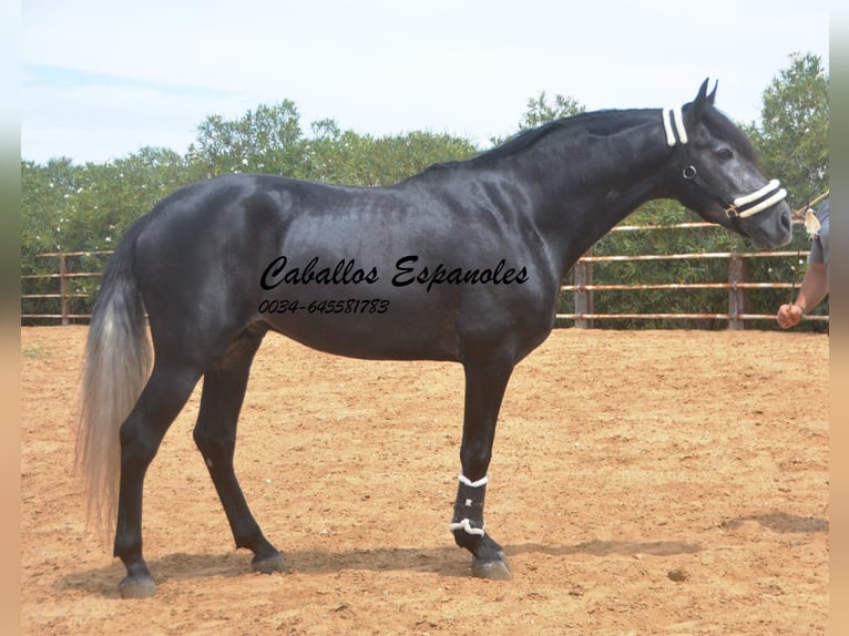 PRE Étalon 5 Ans 159 cm Gris noir in Vejer de la Frontera