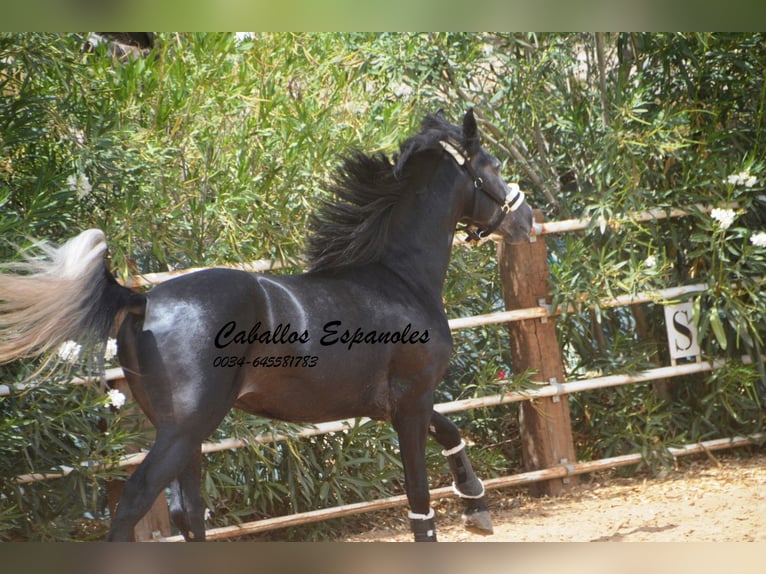 PRE Étalon 5 Ans 159 cm Gris noir in Vejer de la Frontera