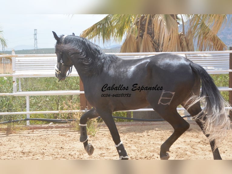 PRE Étalon 5 Ans 159 cm Gris noir in Vejer de la Frontera