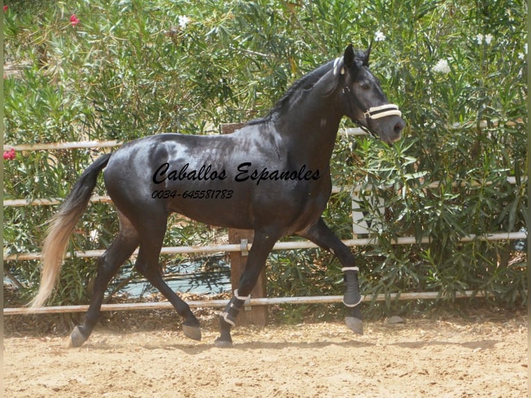 PRE Étalon 5 Ans 159 cm Gris noir in Vejer de la Frontera