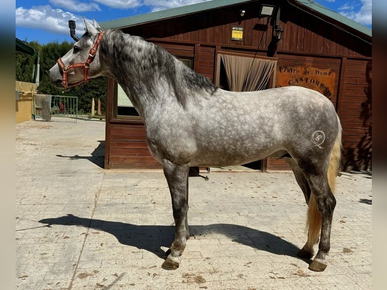 PRE Étalon 5 Ans 159 cm Gris pommelé in Valencia