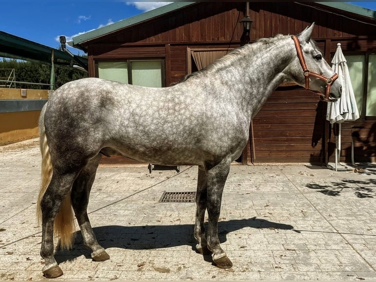 PRE Étalon 5 Ans 159 cm Gris pommelé in Valencia