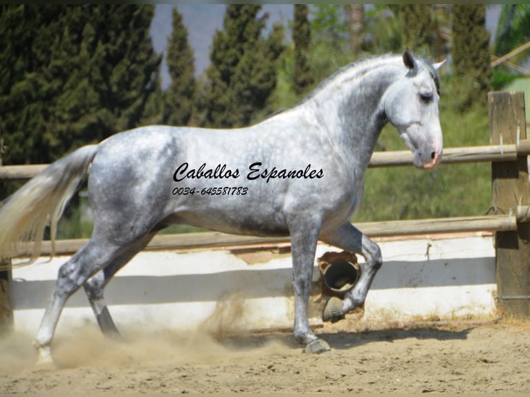 PRE Étalon 5 Ans 159 cm Gris pommelé in Vejer de la Frontera