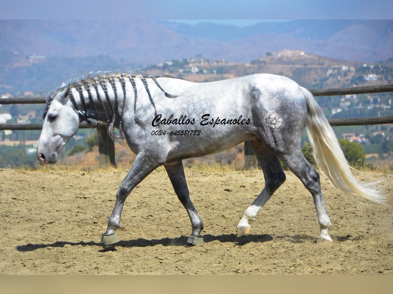 PRE Étalon 5 Ans 159 cm Gris pommelé in Vejer de la Frontera