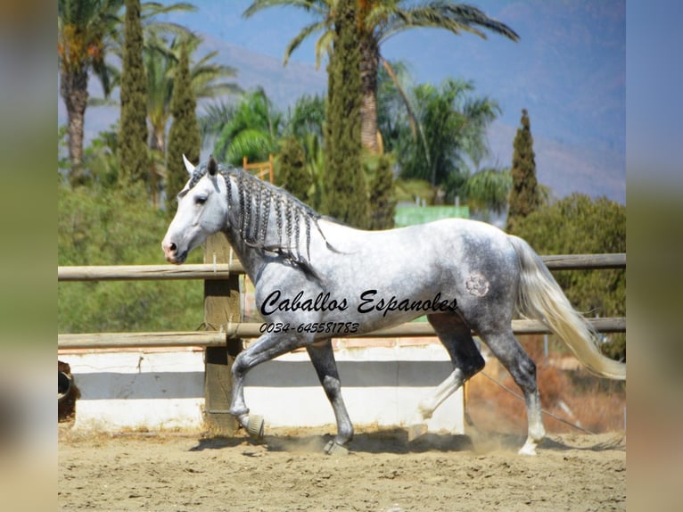 PRE Étalon 5 Ans 159 cm Gris pommelé in Vejer de la Frontera