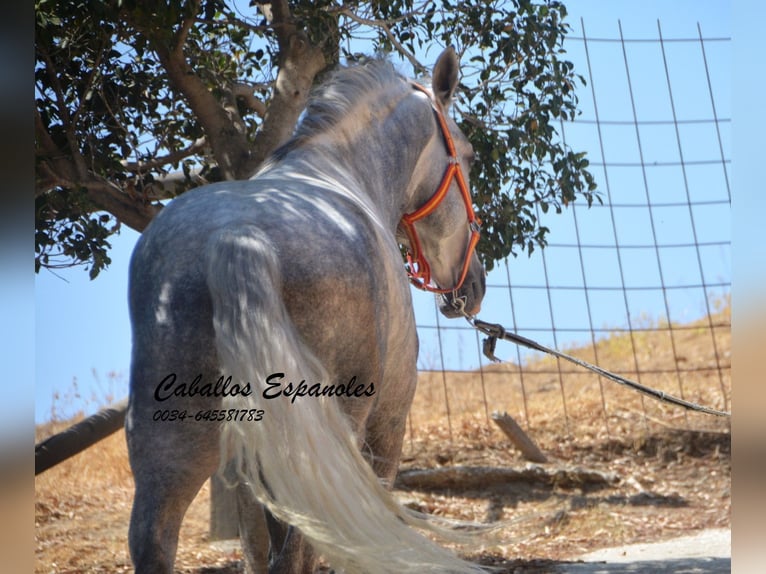 PRE Étalon 5 Ans 159 cm Gris pommelé in Vejer de la Frontera