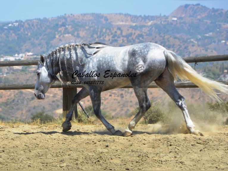 PRE Étalon 5 Ans 159 cm Gris pommelé in Vejer de la Frontera