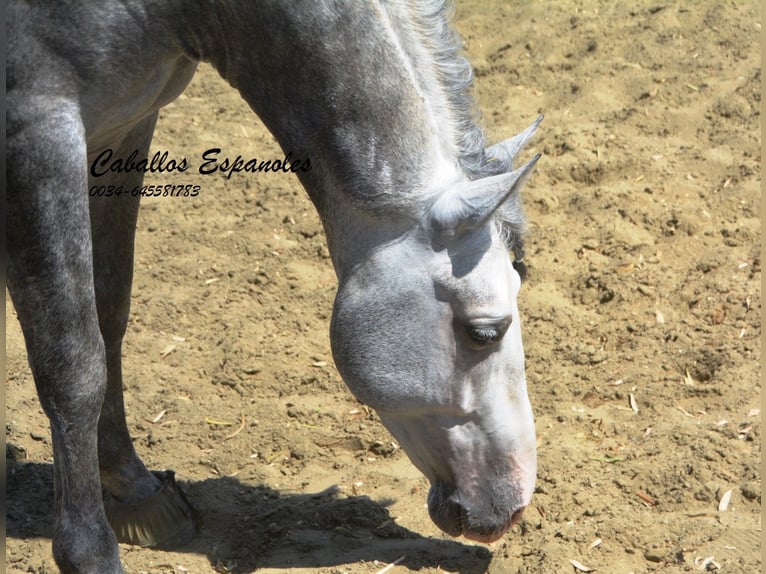 PRE Étalon 5 Ans 159 cm Gris pommelé in Vejer de la Frontera