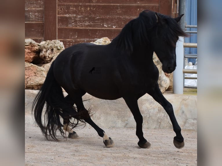 PRE Étalon 5 Ans 159 cm Noir in Mallorca