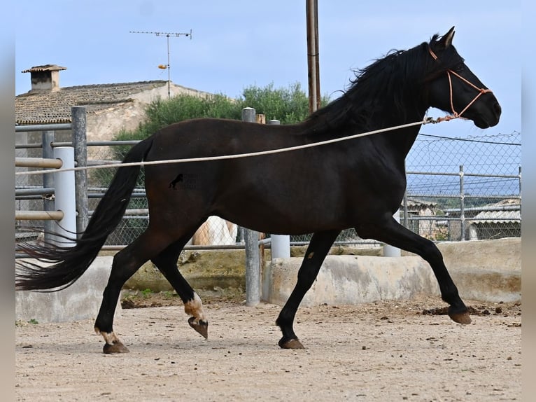 PRE Croisé Étalon 5 Ans 159 cm Noir in Mallorca