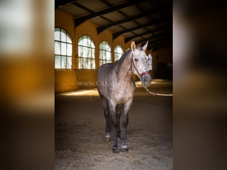 PRE Étalon 5 Ans 159 cm Rouan bleu in Rafelguaraf