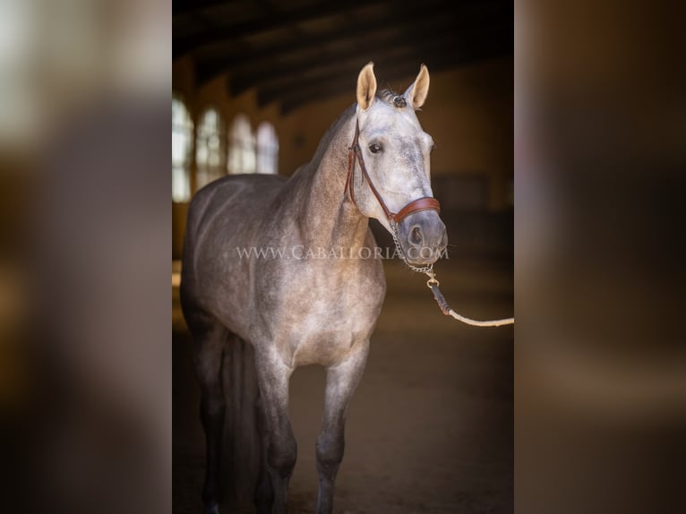 PRE Étalon 5 Ans 159 cm Rouan bleu in Rafelguaraf