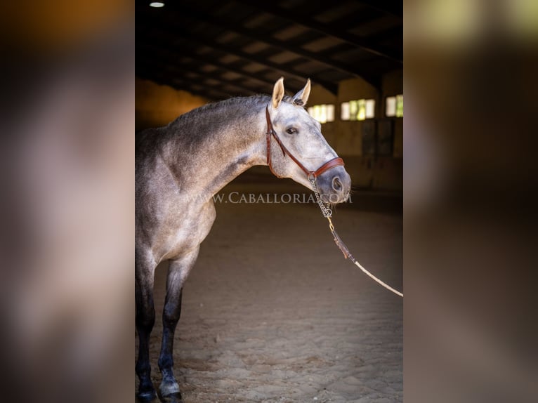 PRE Étalon 5 Ans 159 cm Rouan bleu in Rafelguaraf