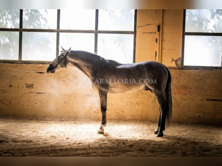 PRE Étalon 5 Ans 159 cm Rouan bleu in Rafelguaraf