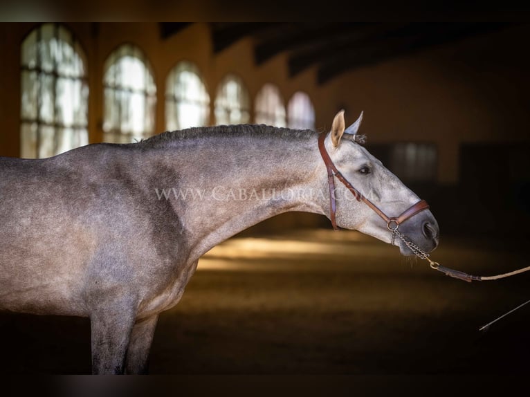 PRE Étalon 5 Ans 159 cm Rouan bleu in Rafelguaraf