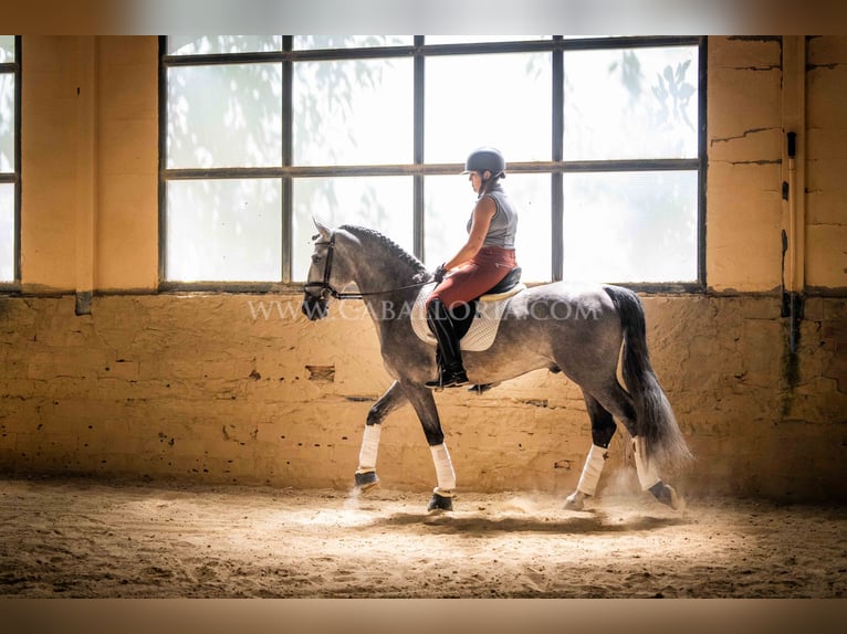 PRE Étalon 5 Ans 159 cm Rouan bleu in Rafelguaraf