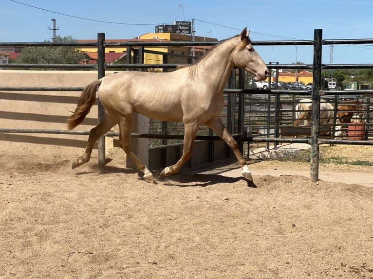 PRE Croisé Étalon 5 Ans 160 cm Champagne in Rafelguaraf