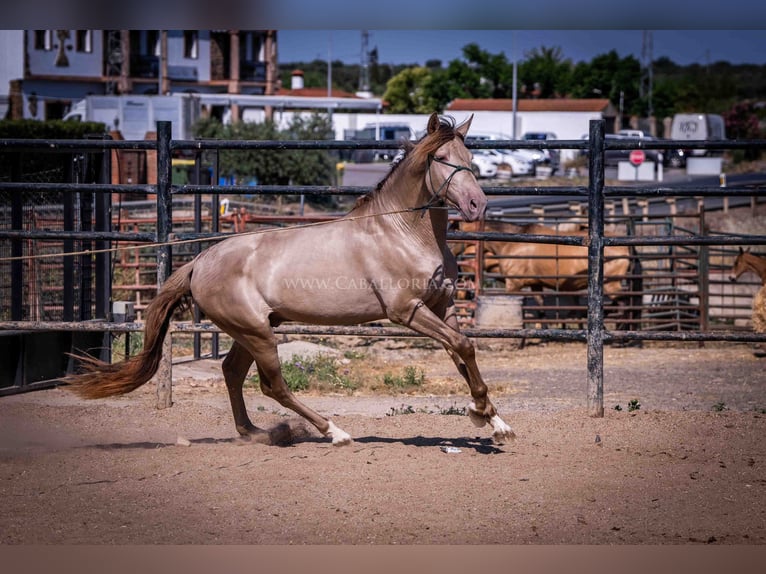 PRE Étalon 5 Ans 160 cm Champagne in Rafelguaraf