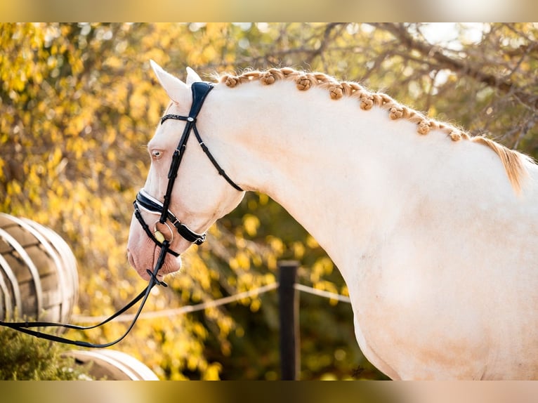 PRE Croisé Étalon 5 Ans 160 cm Cremello in Vilanova y la Geltrú