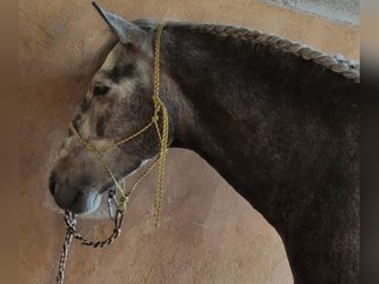 PRE Croisé Étalon 5 Ans 160 cm Gris in MADRID