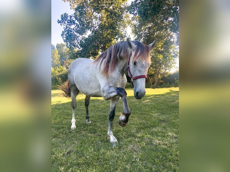 PRE Étalon 5 Ans 160 cm Gris in Marguerittes