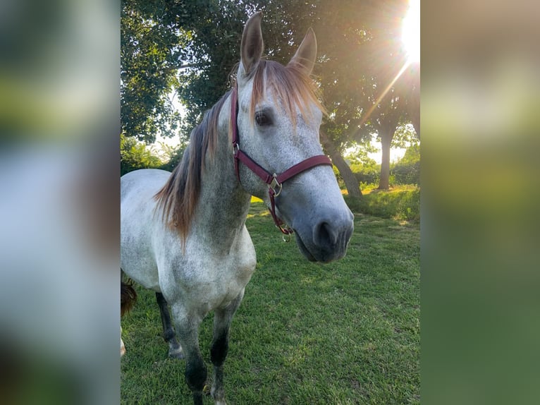 PRE Étalon 5 Ans 160 cm Gris in Marguerittes