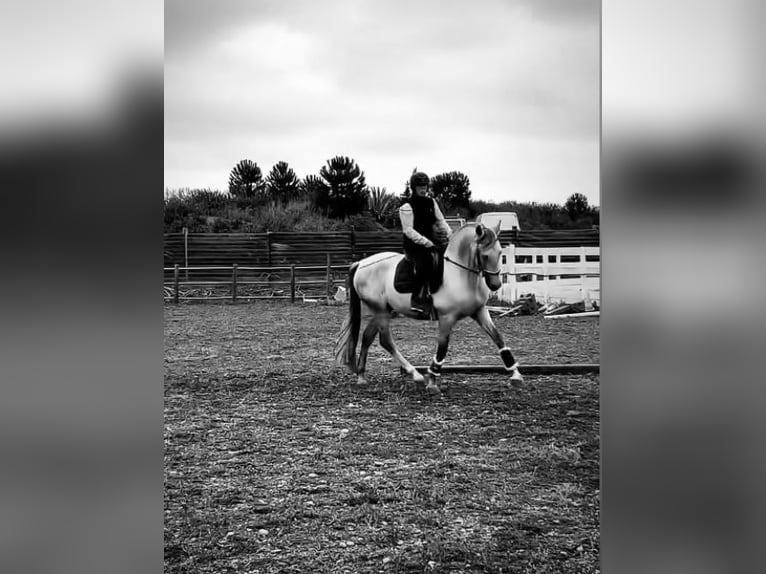 PRE Étalon 5 Ans 160 cm Gris in Marguerittes