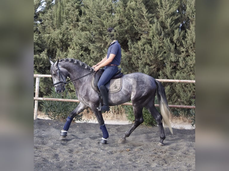 PRE Étalon 5 Ans 160 cm Gris in SEVILLE