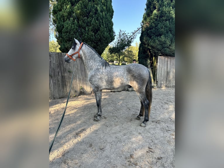 PRE Étalon 5 Ans 160 cm Gris in D&#xFC;sseldorf