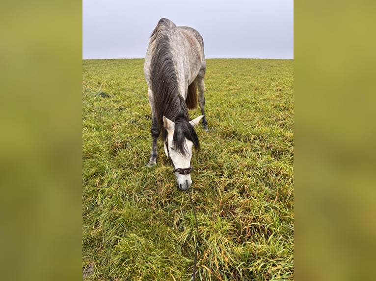 PRE Étalon 5 Ans 160 cm Gris in D&#xFC;sseldorf