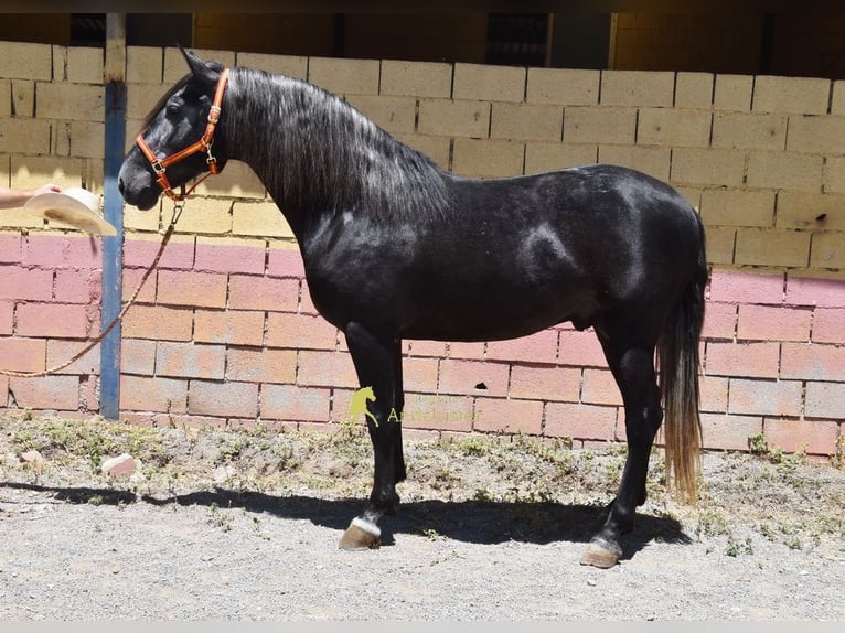 PRE Étalon 5 Ans 160 cm Gris noir in Provinz Granada