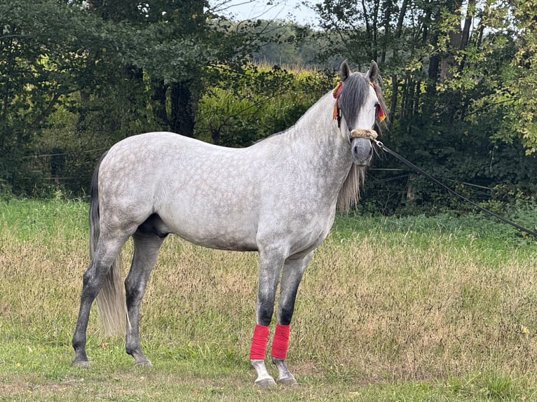 PRE Étalon 5 Ans 160 cm Gris pommelé in M&#xFC;nster
