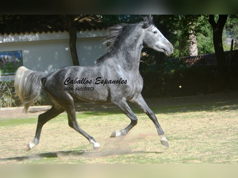 PRE Croisé Étalon 5 Ans 160 cm Gris pommelé in Vejer de la Frontera