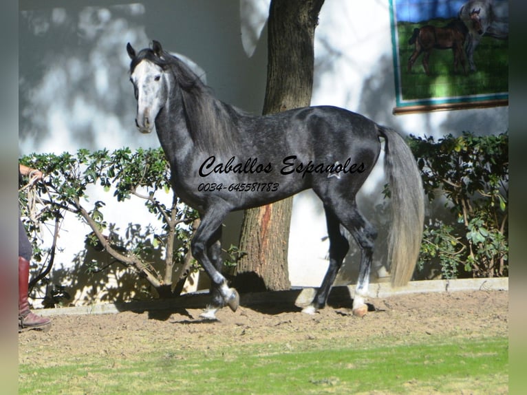 PRE Croisé Étalon 5 Ans 160 cm Gris pommelé in Vejer de la Frontera