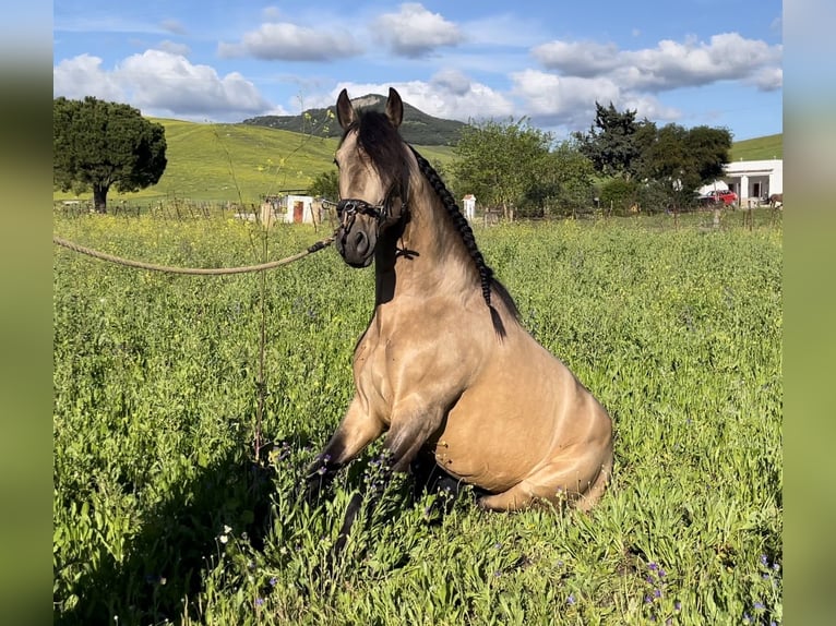 PRE Croisé Étalon 5 Ans 160 cm Isabelle in 11500