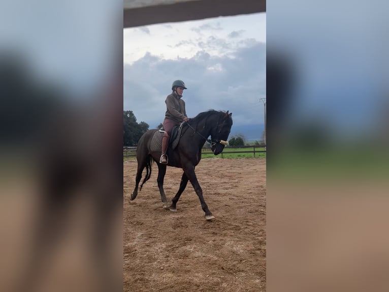 PRE Croisé Étalon 5 Ans 160 cm Noir in Pins, Els (Banyoles)