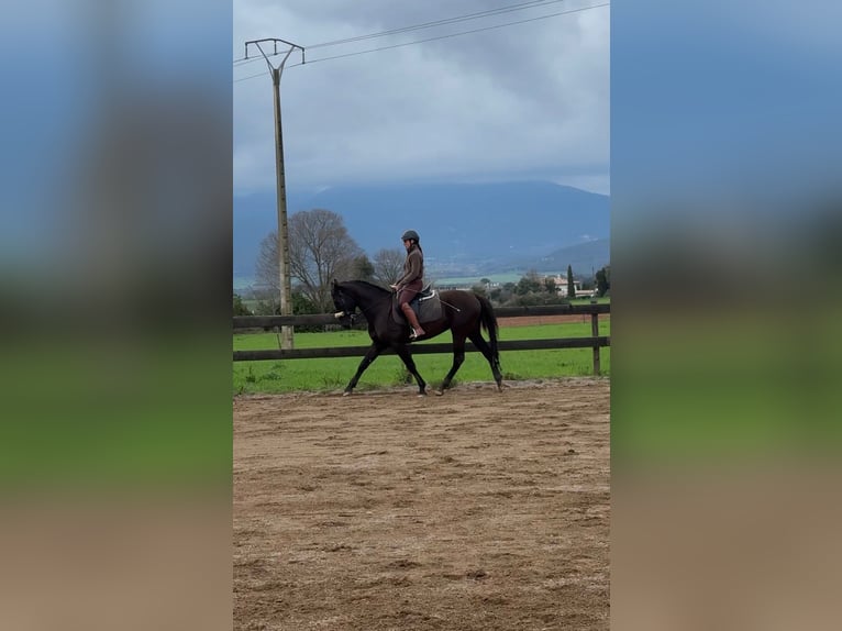 PRE Croisé Étalon 5 Ans 160 cm Noir in Pins, Els (Banyoles)