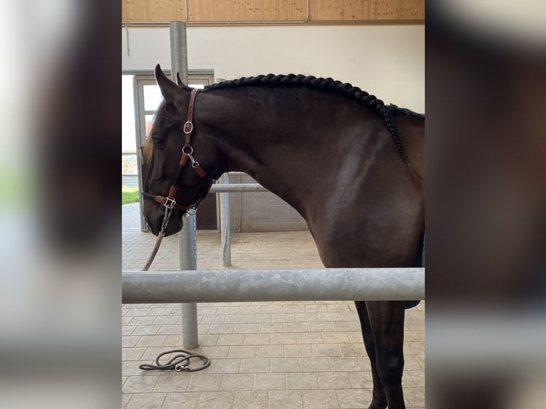 PRE Étalon 5 Ans 160 cm Noir in Winnenden