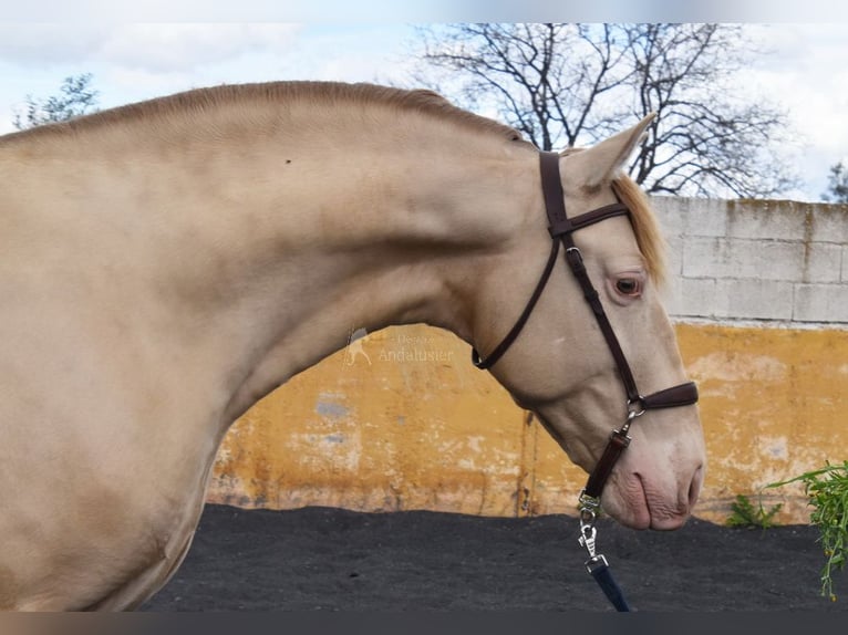 PRE Étalon 5 Ans 160 cm Perle in Provinz Granada