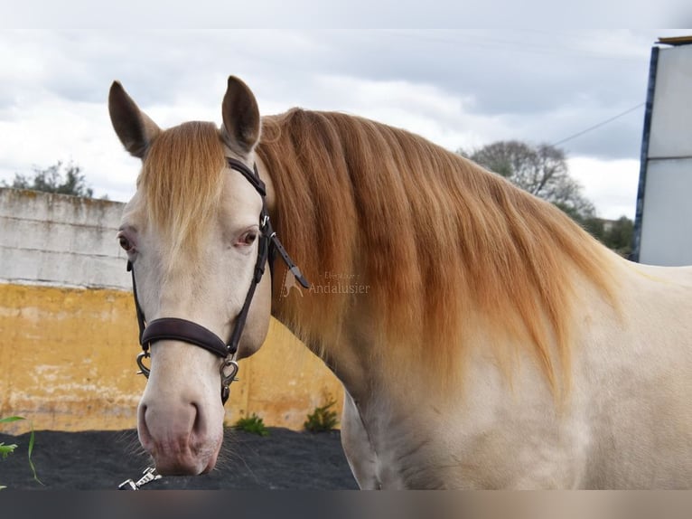 PRE Étalon 5 Ans 160 cm Perle in Provinz Granada