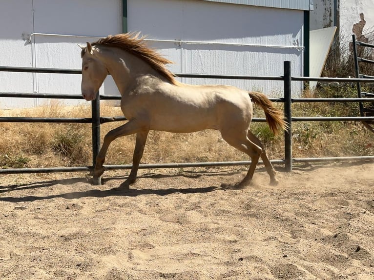 PRE Croisé Étalon 5 Ans 160 cm Perlino in Rafelguaraf