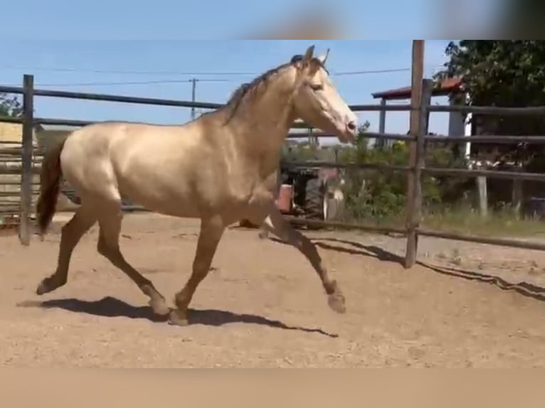 PRE Croisé Étalon 5 Ans 160 cm Perlino in Rafelguaraf