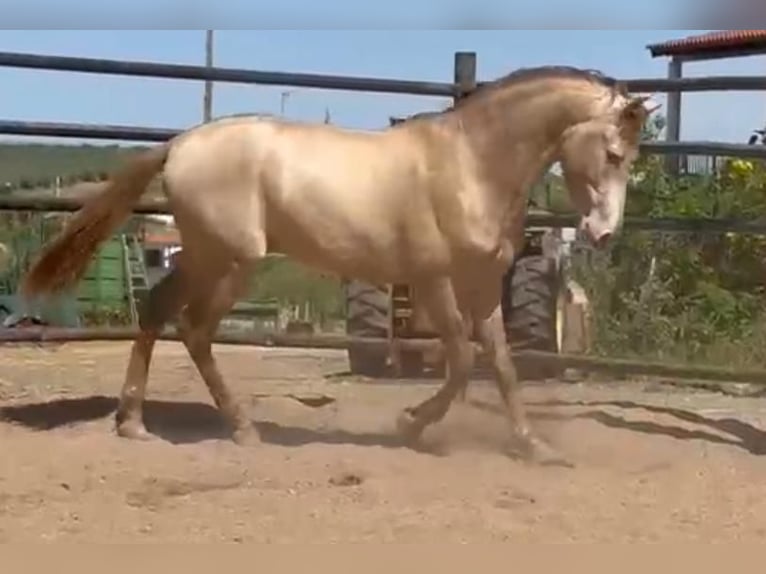 PRE Croisé Étalon 5 Ans 160 cm Perlino in Rafelguaraf