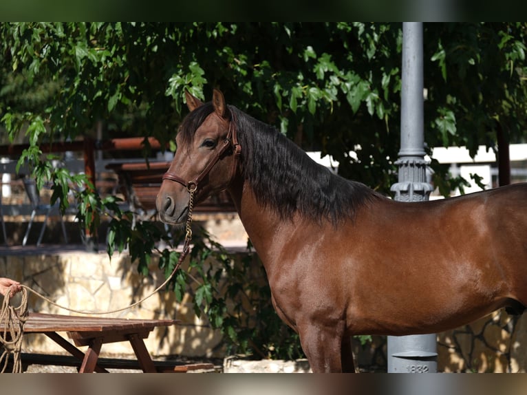 PRE Croisé Étalon 5 Ans 161 cm Bai cerise in Hamburg