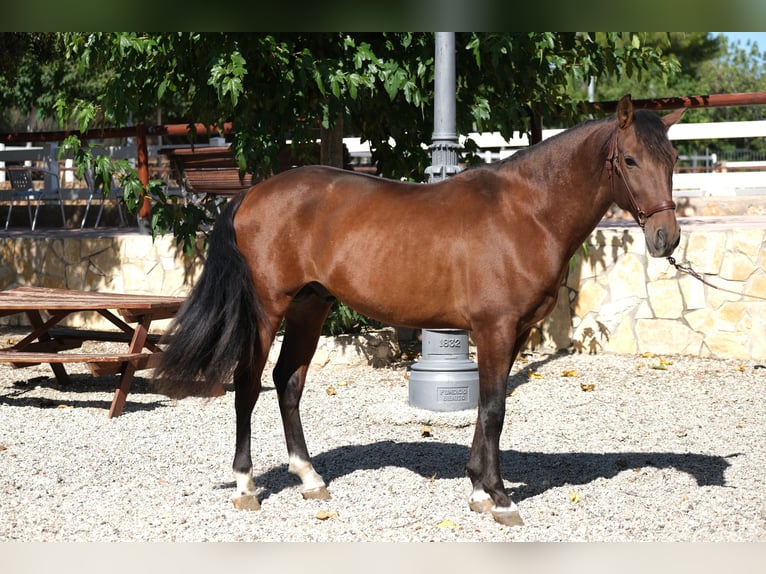 PRE Croisé Étalon 5 Ans 161 cm Bai cerise in Hamburg