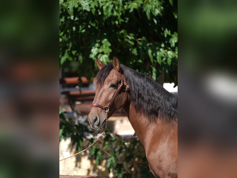 PRE Croisé Étalon 5 Ans 161 cm Bai cerise in Hamburg