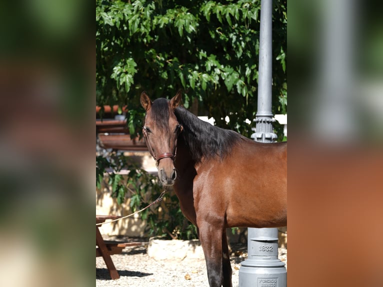 PRE Croisé Étalon 5 Ans 161 cm Bai cerise in Hamburg